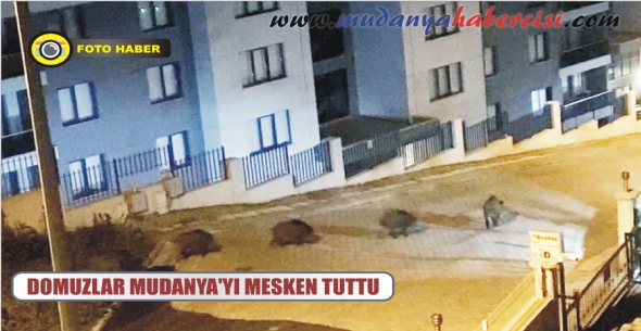 DOMUZLAR MUDANYA'YI MESKEN TUTTU